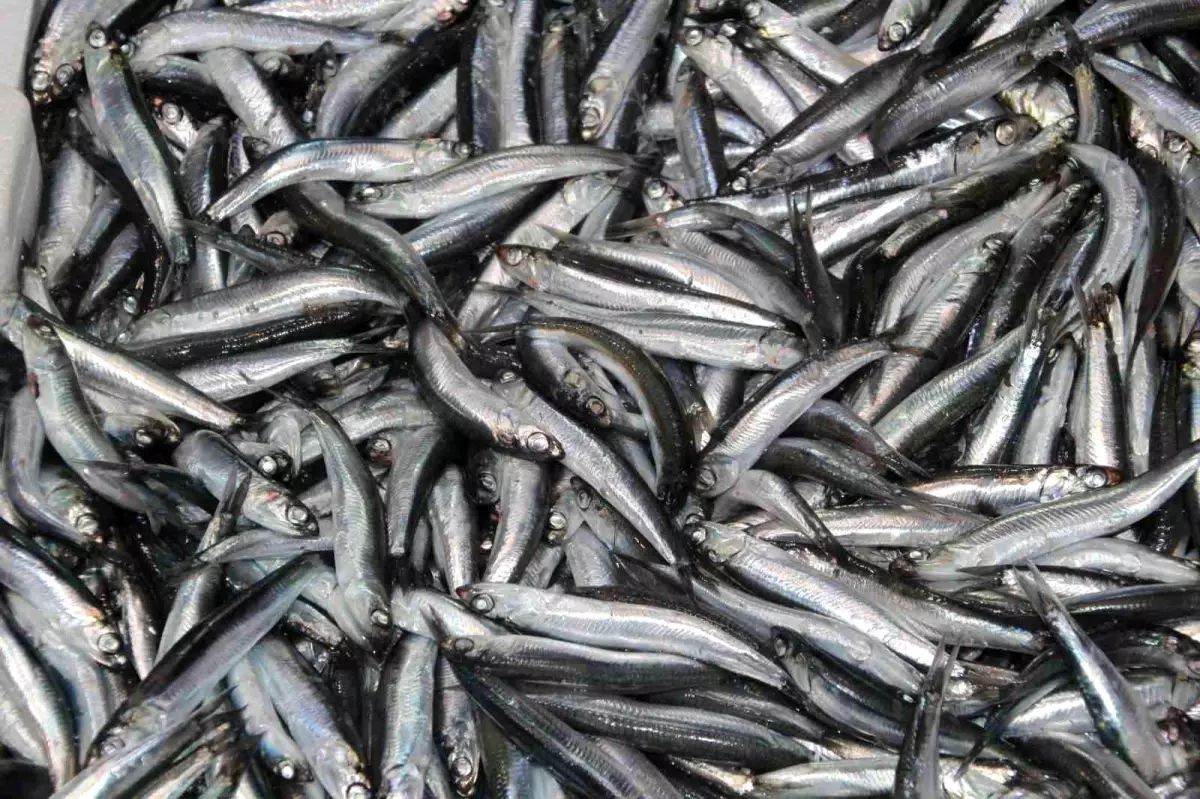 karadenizde hamsi zamani qChc3bKN