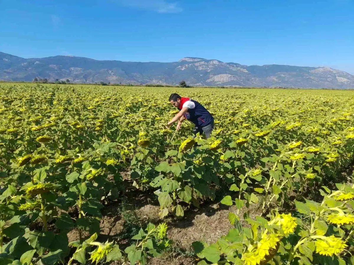 soke tarim mudurlugu 2025 desteklemeleri icin pamuk ve aycicegi saha calismalari yuruttu aYptxvVr.jpg