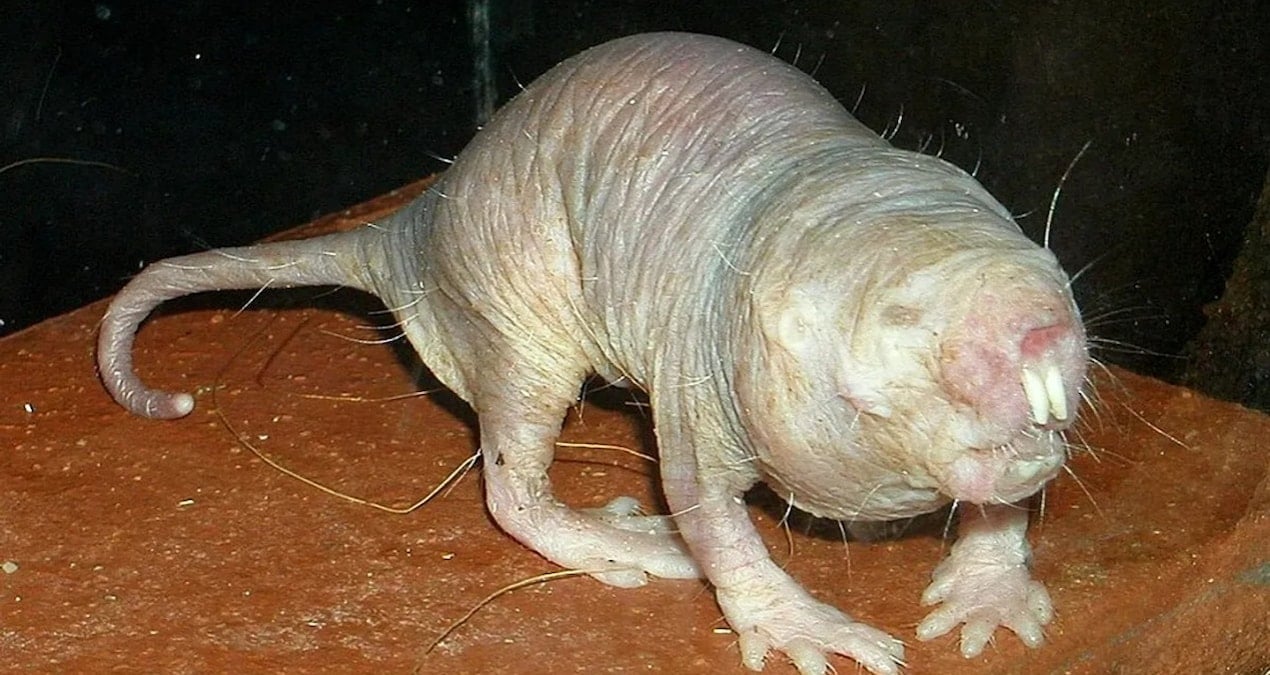 uzun yasamanin sirri farede ortaya cikti dc8z3gcO.jpg