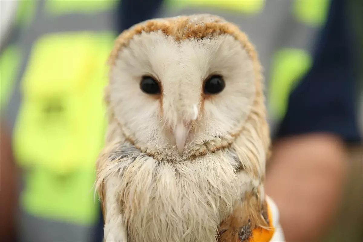 arifiyede baykus kurtarildi eKMIY4mk.jpg