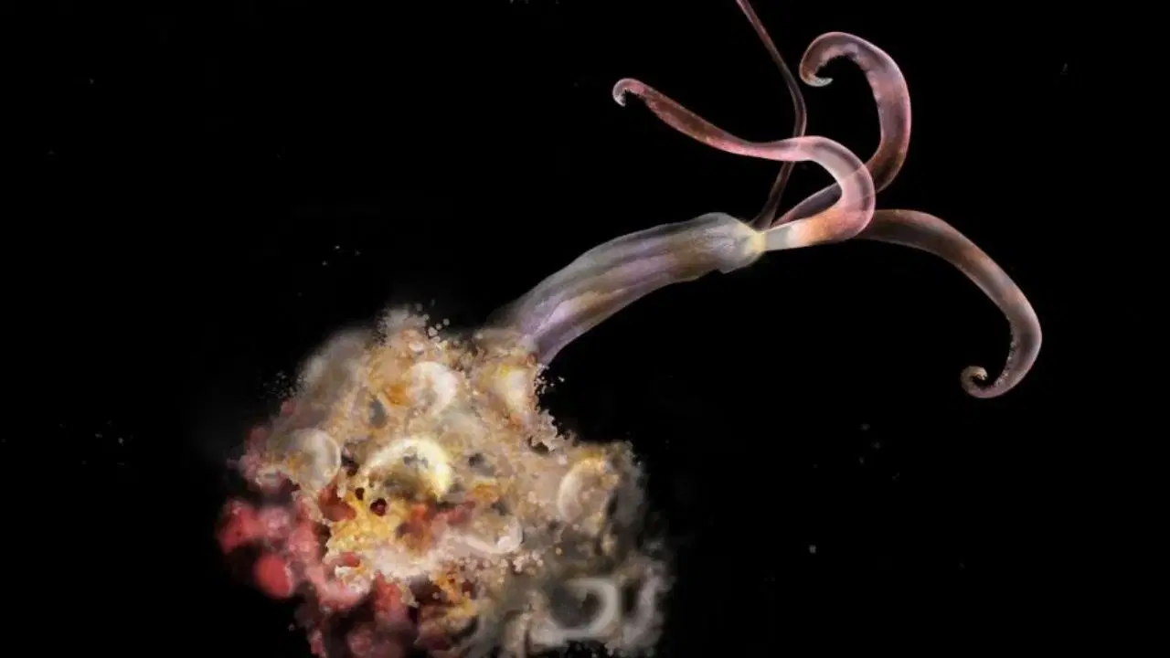 bilim insanlari uyardi zombi solucanlar yok oluyor aqmCpZtk.jpg