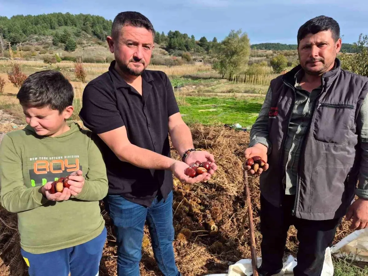 denizlide alandiz kestanesi hasadi basladi fVSVZmBr.jpg