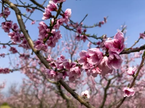 Selçuk’ta Şeftali Ağaçları Çiçek Açtı