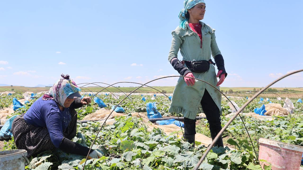 Salatalık Hasadı Başladı, Rekolte Düşük: Tarlada 10 Lira, Tezgahda 30 Lira