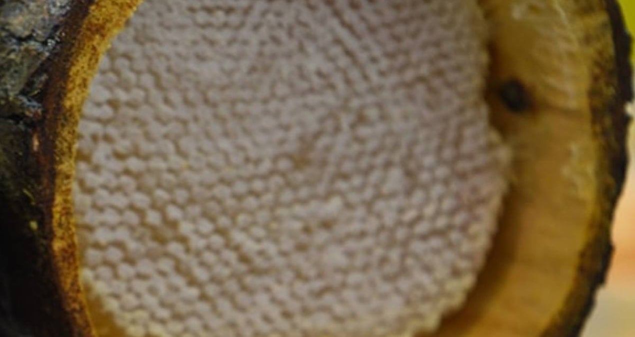 kilosu-264-bin-lirayi-geciyor-dunyada-sadece-turkiyede-uretiliyor-FFNhmJq9