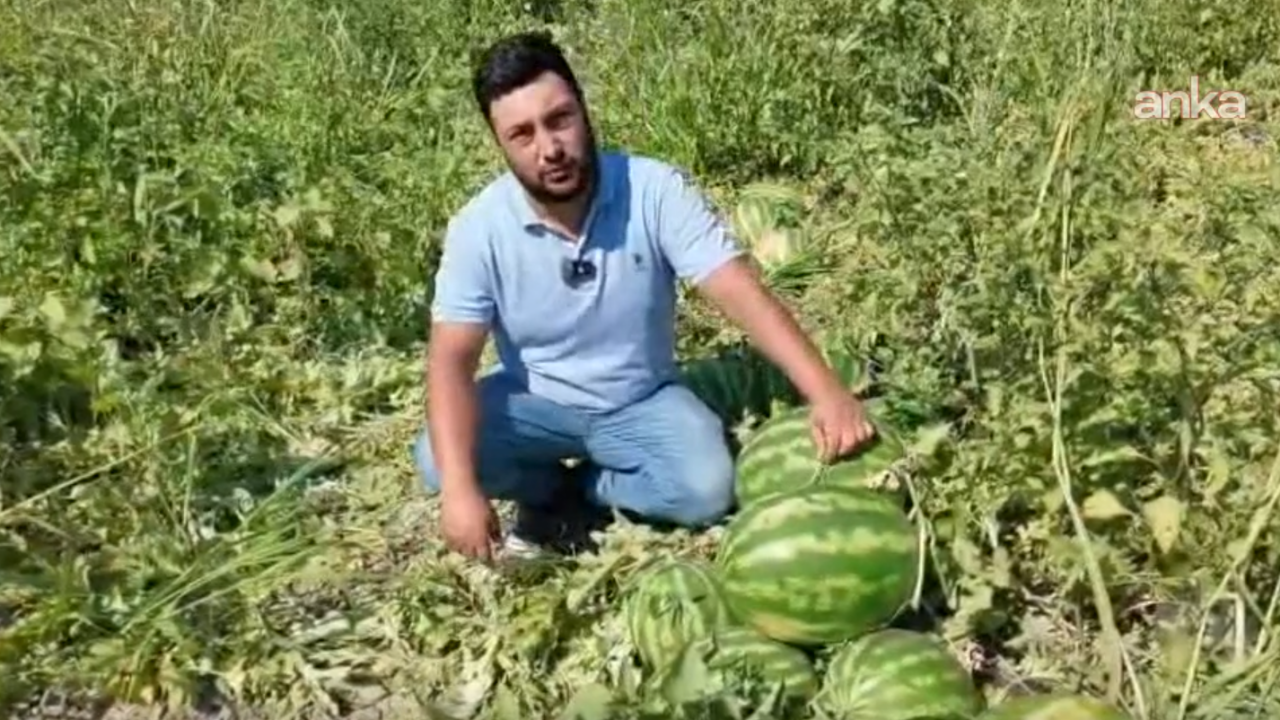 Karpuz ureticisinin isyani maliyet artiyor urunun fiyati yerinde sayiyor 2iODJh8r